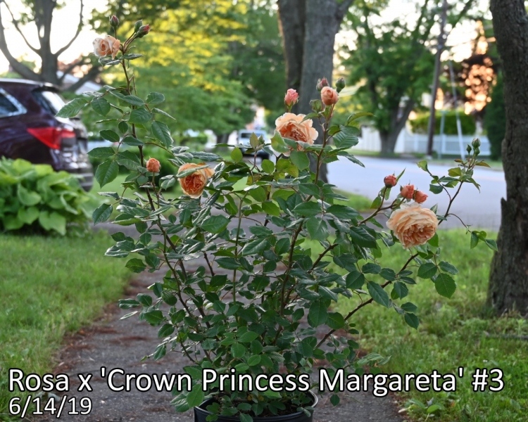 Rosa-x-Crown-Princess-Margareta