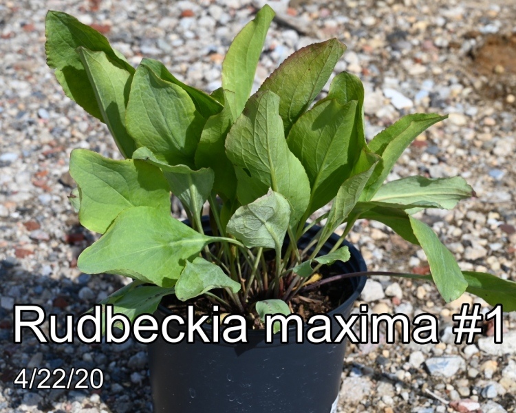 Rudbeckia maxima #1