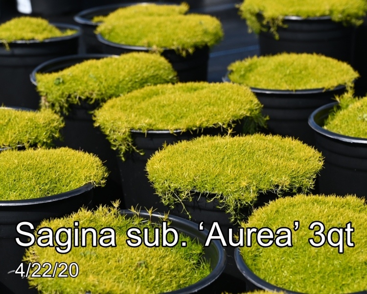 Sagina sub. ‘Aurea’ 3qt