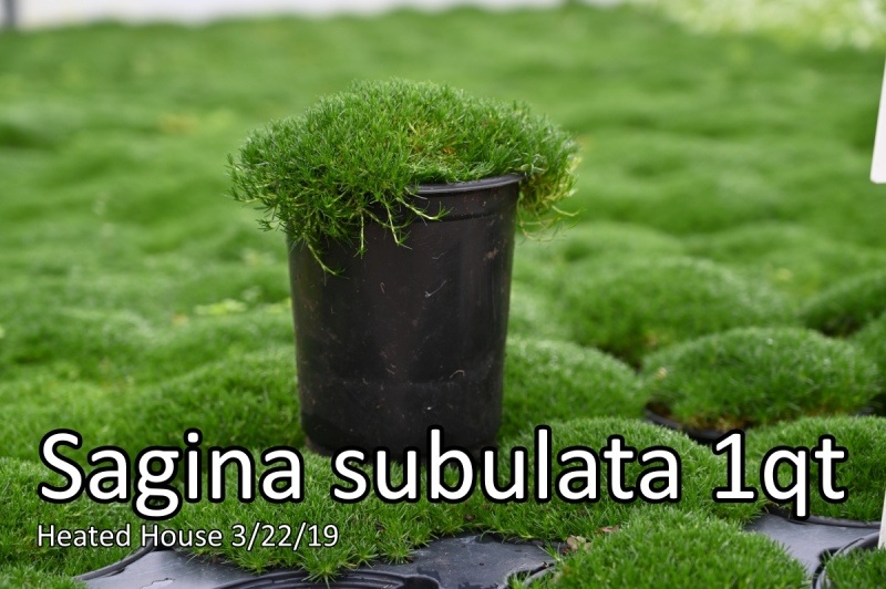 Sagina-subulata