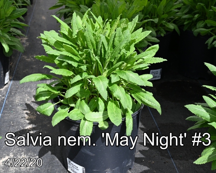 Salvia nem. May Night #3