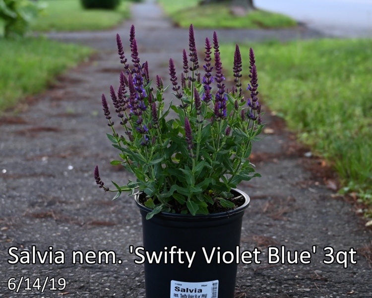 Salvia-nem.-Swifty-Violet-Blue