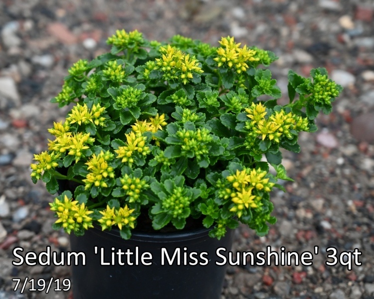 Sedum-Little-Miss-Sunshine