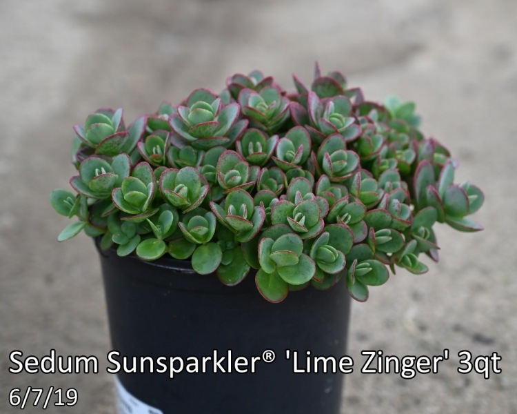 Sedum-Sunsparkler®-Lime-Zinger
