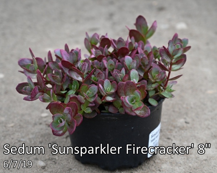 Sedum-Sunsparkler-Firecracker