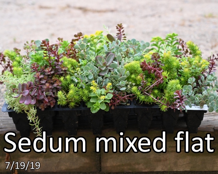 Sedum-mixed-flat