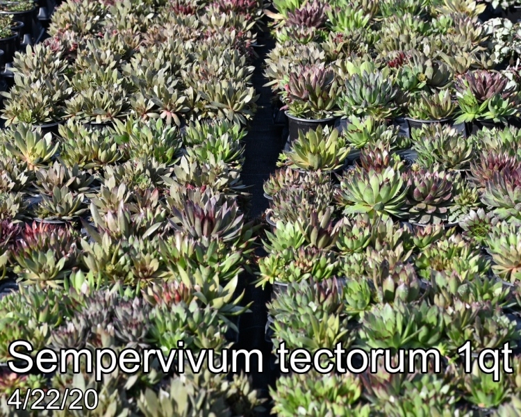 Sempervivum tectorum Crop
