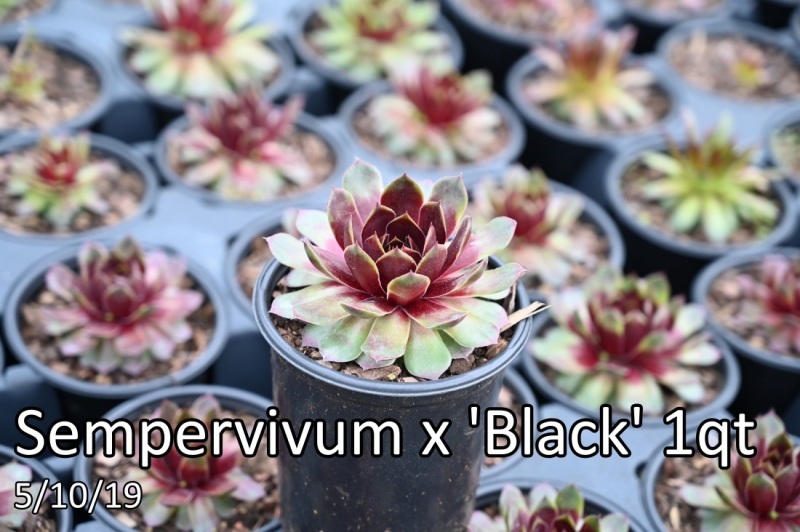Sempervivum-x-Black