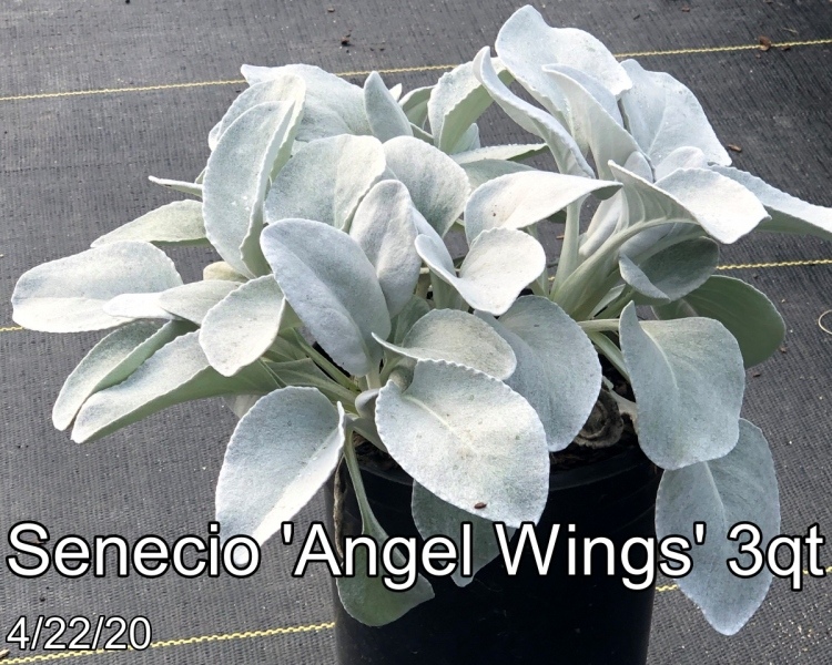 Senecio Angel Wings 3qt