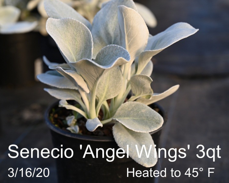 Senecio-Angel-Wings