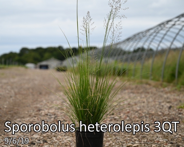 Sporobolus-heterolepis