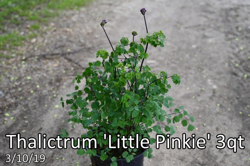 Thalictrum-Little-Pinkie