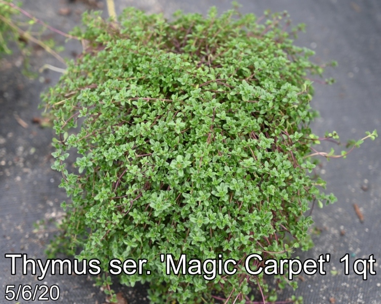 Thymus ser. Magic Carpet 1qt