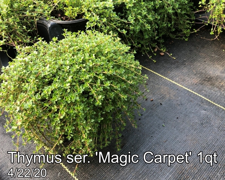 Thymus ser. Magic Carpet 1qt