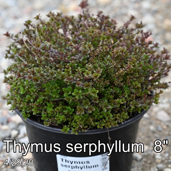 Thymus serphyllum 8in