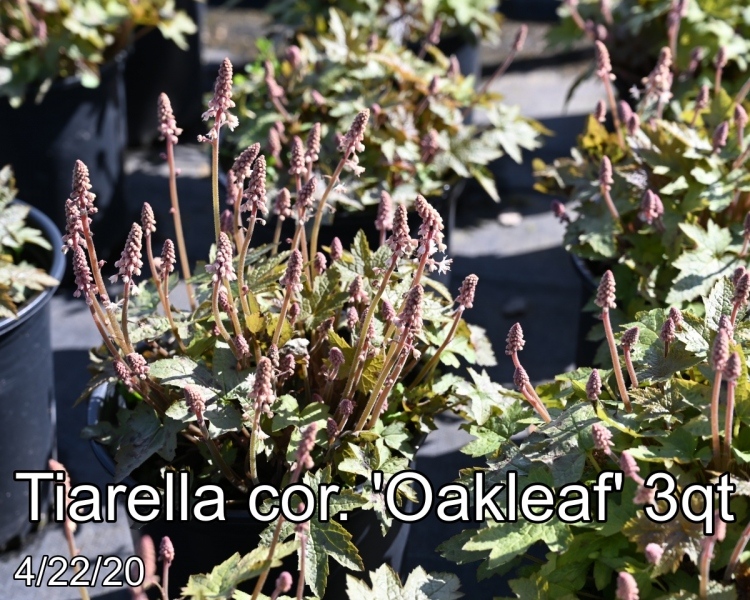 Tiarella cor. Oakleaf