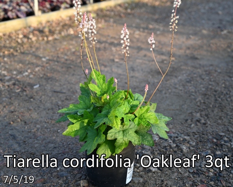 Tiarella-cordifolia-Oakleaf