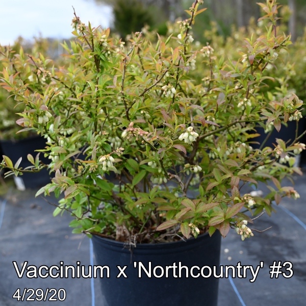 Vaccinium x Northcountry #3