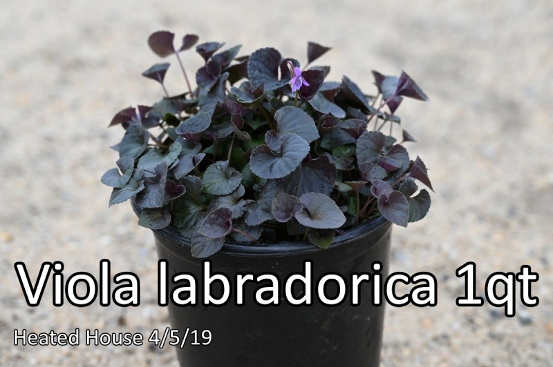 Viola-labradorica