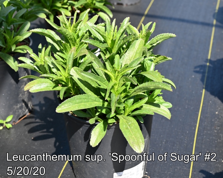 Leucanthemum sup. Spoonful of Sugar #2